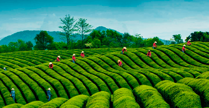 пуэр, плантация чая, производство пуэра